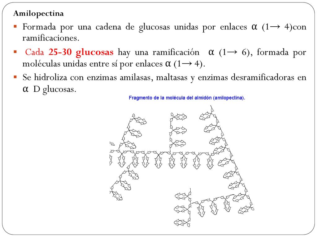 Amilopectina Formada por una cadena de glucosas unidas por enlaces α (1→ 4)con ramificaciones.