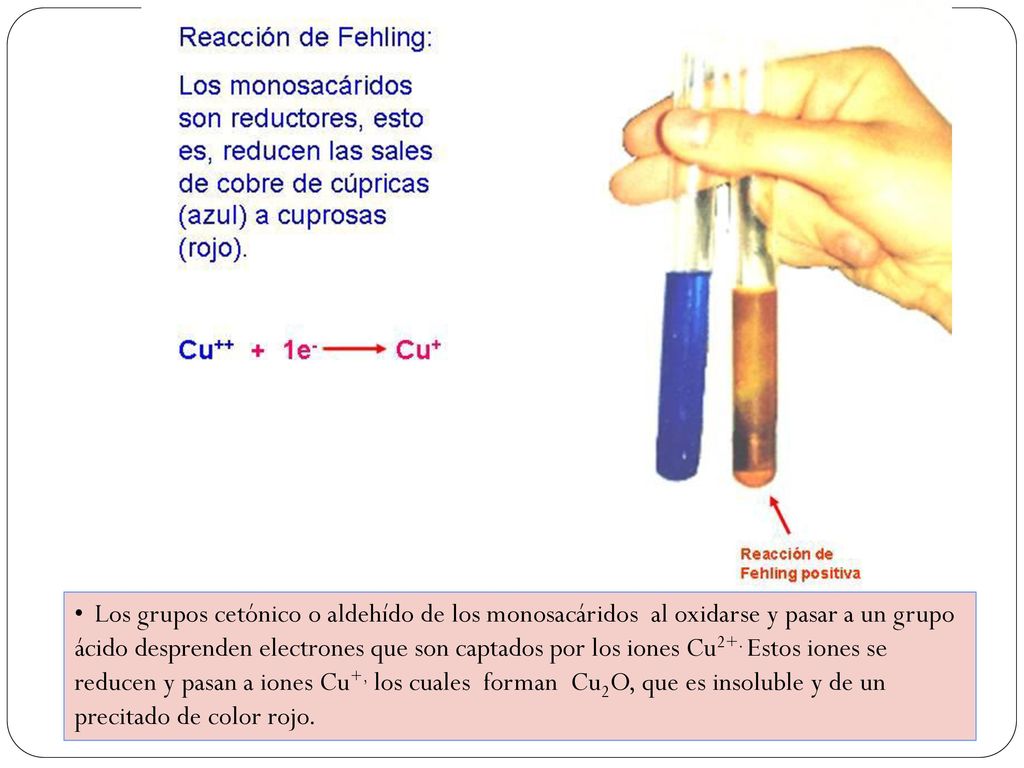 Los grupos cetónico o aldehído de los monosacáridos al oxidarse y pasar a un grupo ácido desprenden electrones que son captados por los iones Cu2+.