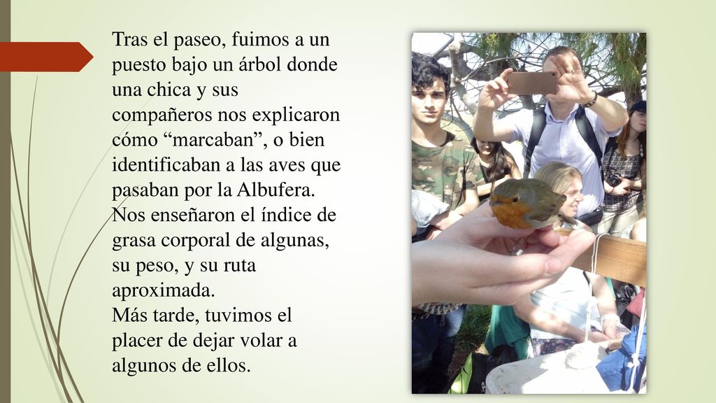 Tras el paseo, fuimos a un puesto bajo un árbol donde una chica y sus compañeros nos explicaron cómo marcaban , o bien identificaban a las aves que pasaban por la Albufera.