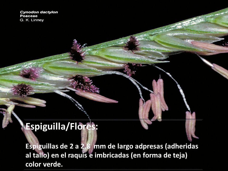 Espiguilla/Flores: Espiguillas de 2 a 2.8 mm de largo adpresas (adheridas al tallo) en el raquis e imbricadas (en forma de teja) color verde.