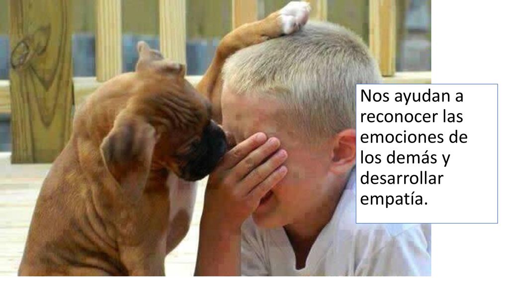 Nos ayudan a reconocer las emociones de los demás y desarrollar empatía.