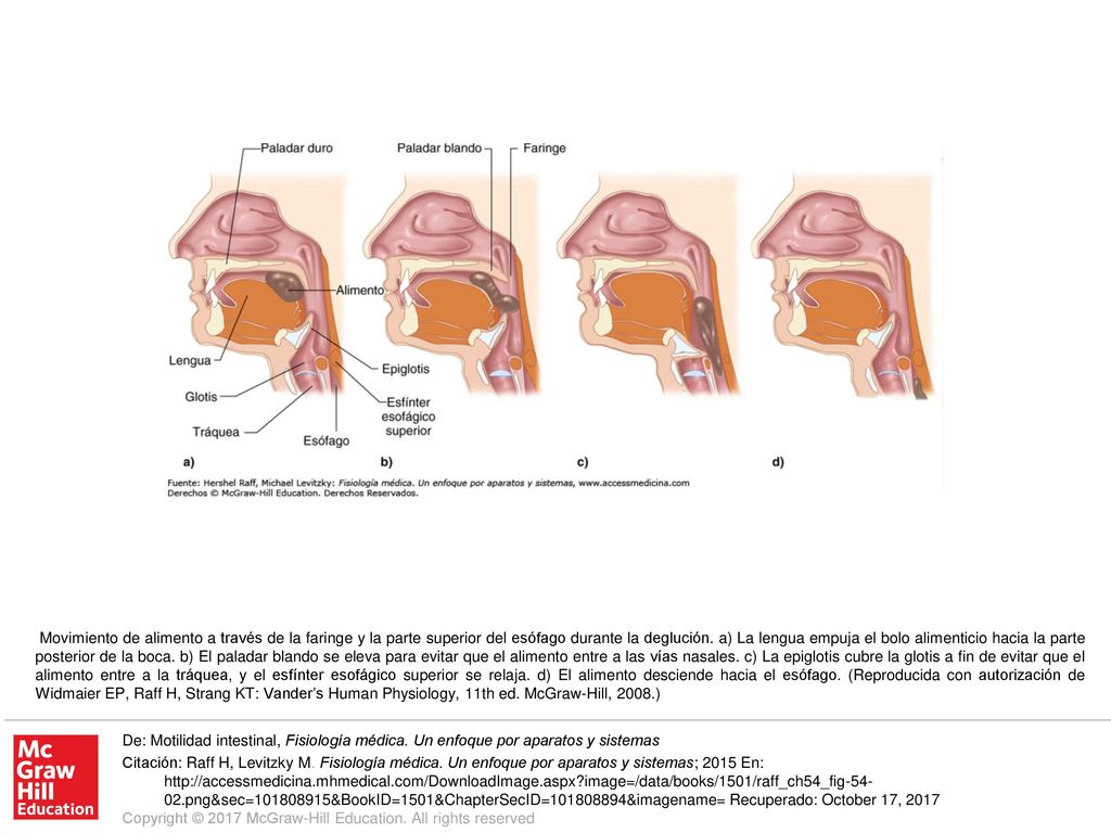 Movimiento de alimento a través de la faringe y la parte superior del esófago durante la deglución. a) La lengua empuja el bolo alimenticio hacia la parte posterior de la boca. b) El paladar blando se eleva para evitar que el alimento entre a las vías nasales. c) La epiglotis cubre la glotis a fin de evitar que el alimento entre a la tráquea, y el esfínter esofágico superior se relaja. d) El alimento desciende hacia el esófago. (Reproducida con autorización de Widmaier EP, Raff H, Strang KT: Vander’s Human Physiology, 11th ed. McGraw-Hill, 2008.)