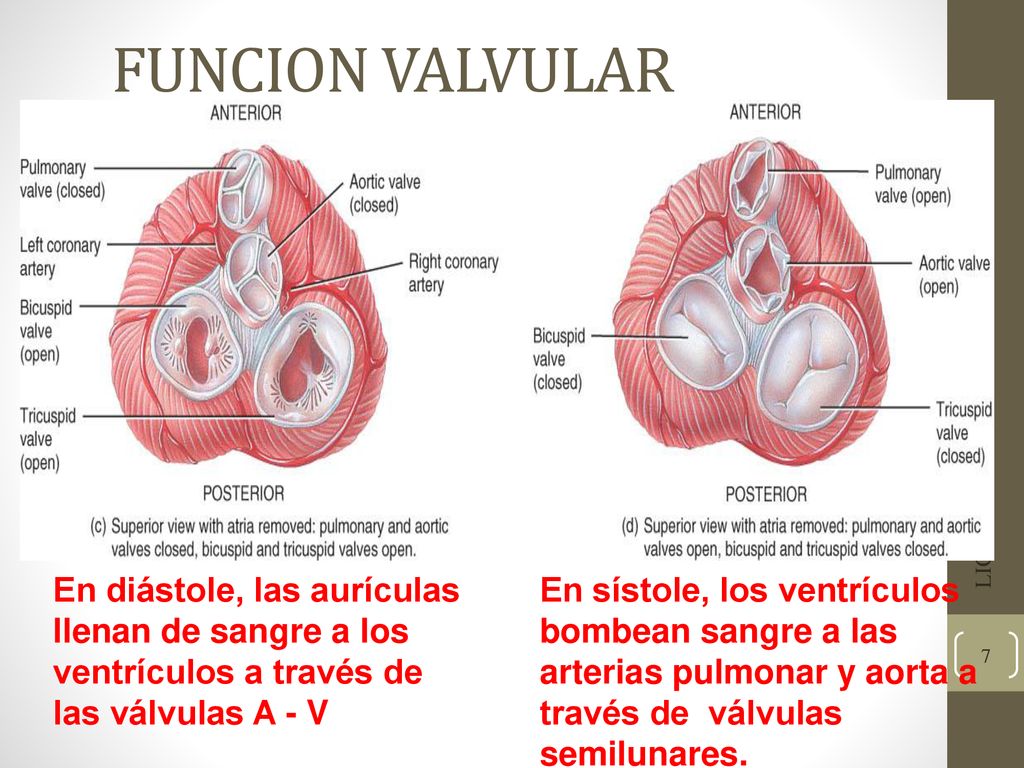FUNCION VALVULAR LIC. NORA HUARACHI. En diástole, las aurículas llenan de sangre a los ventrículos a través de las válvulas A - V.