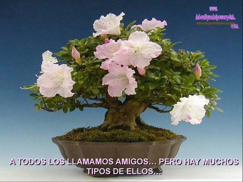 A TODOS LOS LLAMAMOS AMIGOS… PERO HAY MUCHOS TIPOS DE ELLOS…