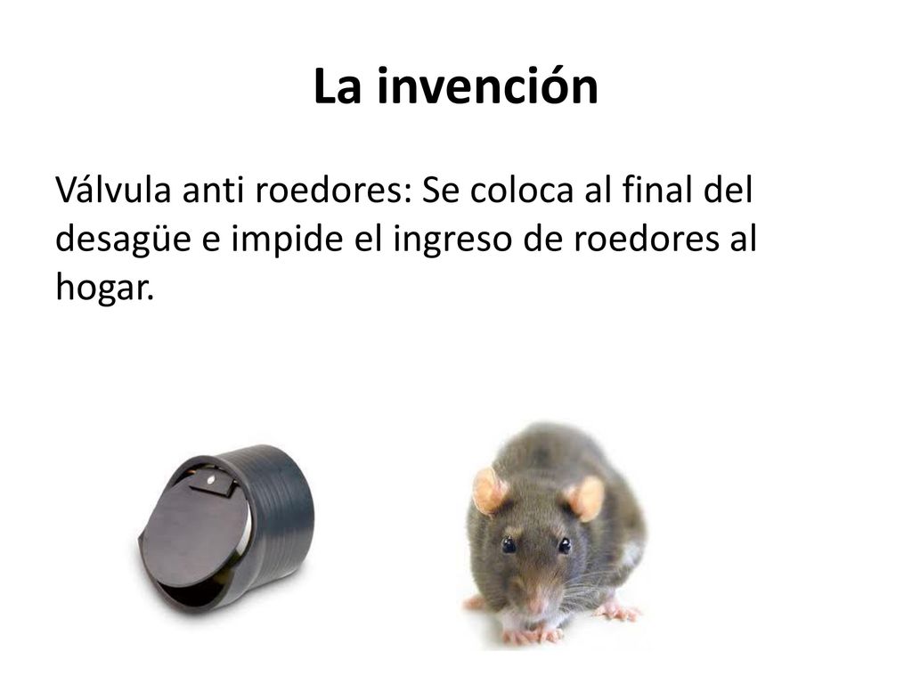 La invención Válvula anti roedores: Se coloca al final del desagüe e impide el ingreso de roedores al hogar.