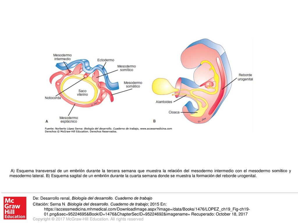A) Esquema transversal de un embrión durante la tercera semana que muestra la relación del mesodermo intermedio con el mesodermo somítico y mesodermo lateral. B) Esquema sagital de un embrión durante la cuarta semana donde se muestra la formación del reborde urogenital.
