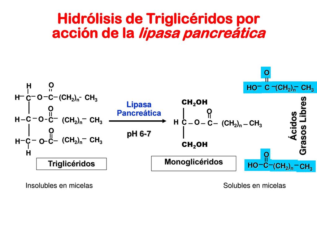 Hidrólisis de Triglicéridos por acción de la lipasa pancreática