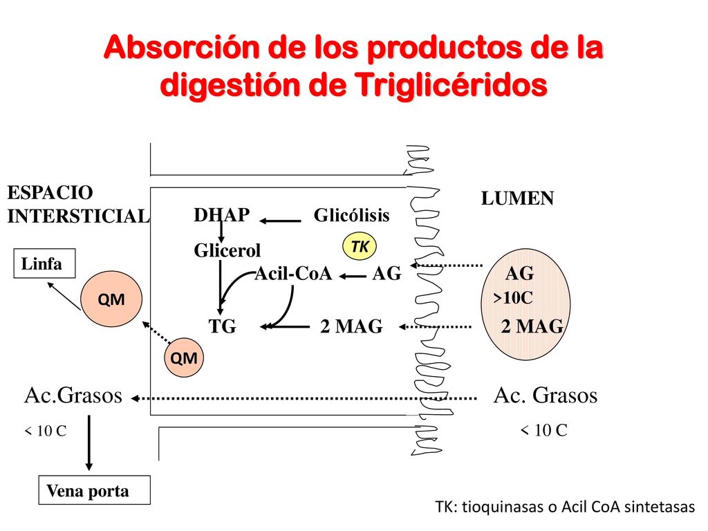 Absorción de los productos de la digestión de Triglicéridos