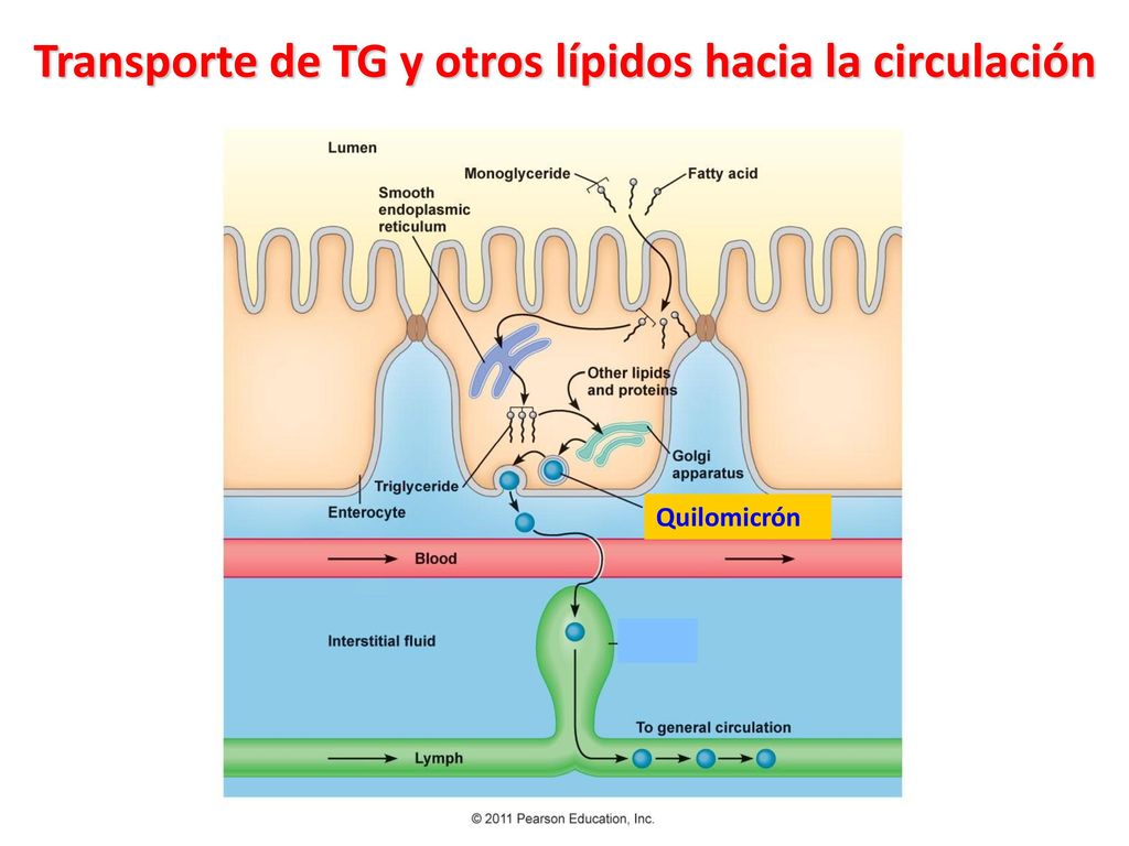 Transporte de TG y otros lípidos hacia la circulación