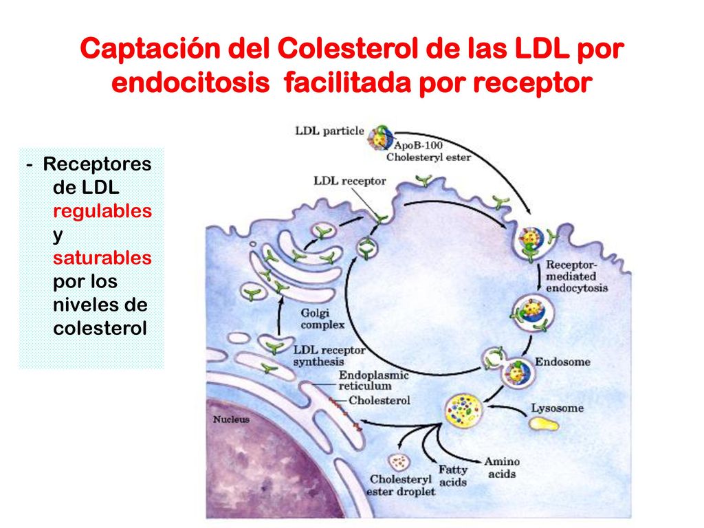 Captación del Colesterol de las LDL por endocitosis facilitada por receptor
