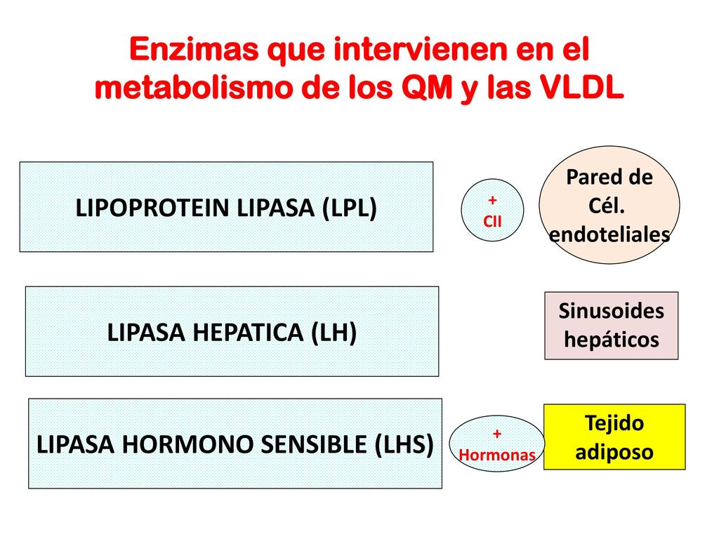 Enzimas que intervienen en el metabolismo de los QM y las VLDL