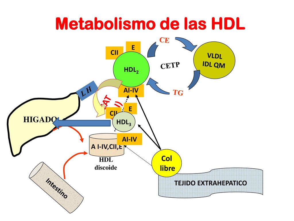Metabolismo de las HDL LCAT (+AI) HIGADO Col libre CE E VLDL CII