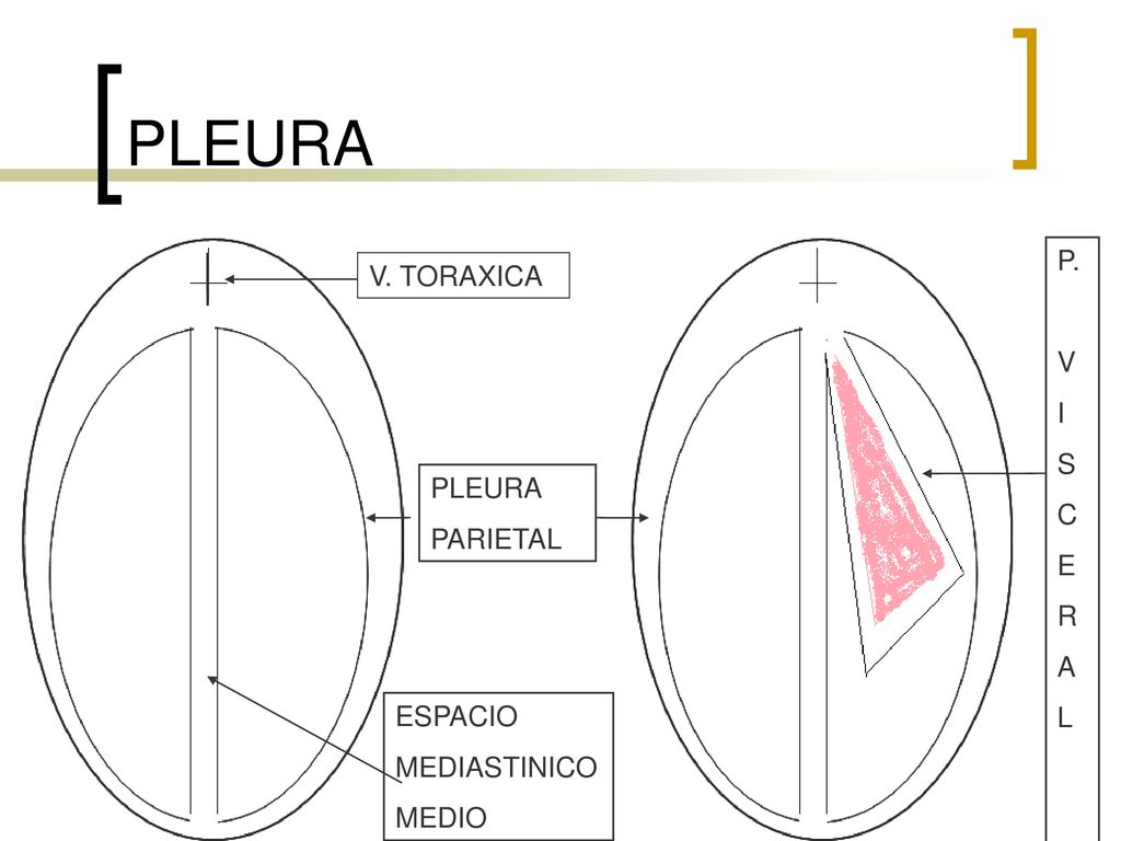 PLEURA P. V. TORAXICA V I S C E R A L PLEURA PARIETAL ESPACIO