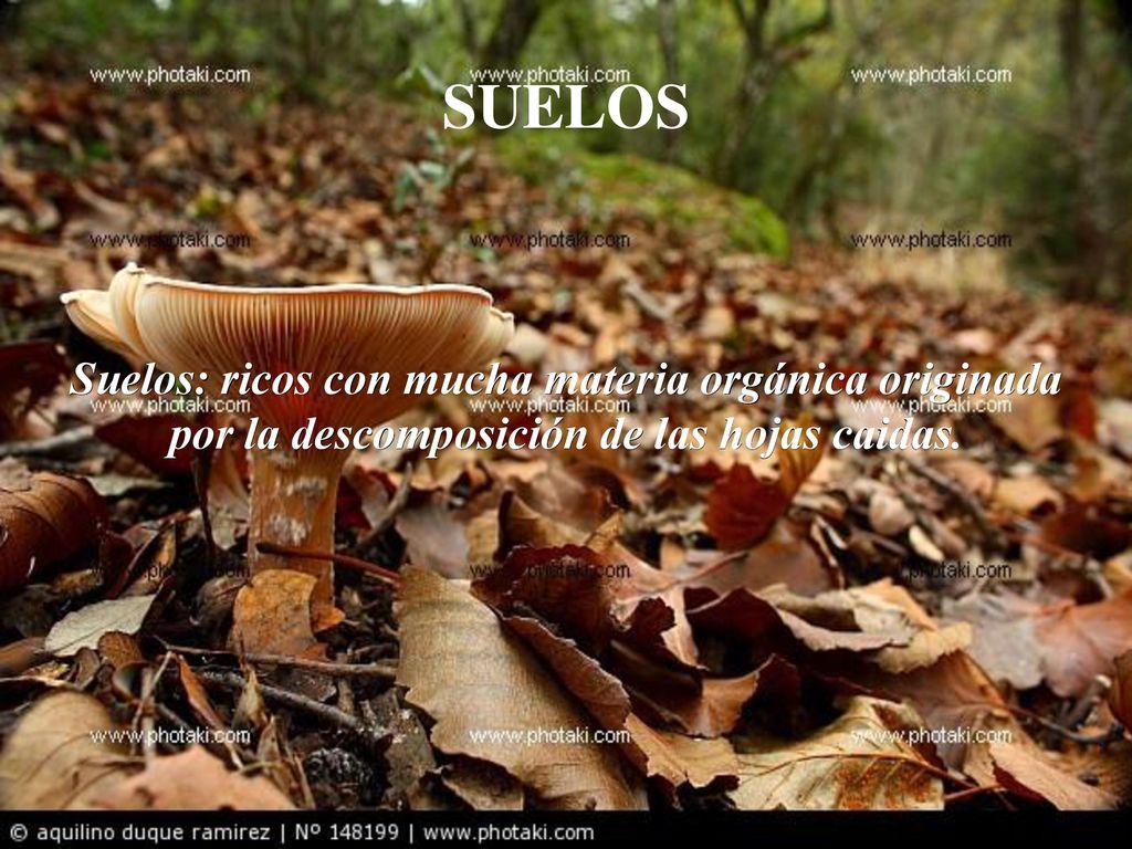 SUELOS Suelos: ricos con mucha materia orgánica originada por la descomposición de las hojas caidas.
