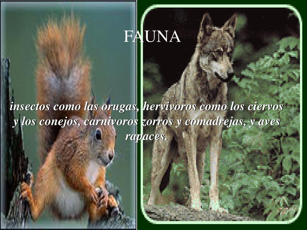 insectos como las orugas, hervivoros como los ciervos y los conejos, carnivoros zorros y comadrejas, y aves rapaces.
