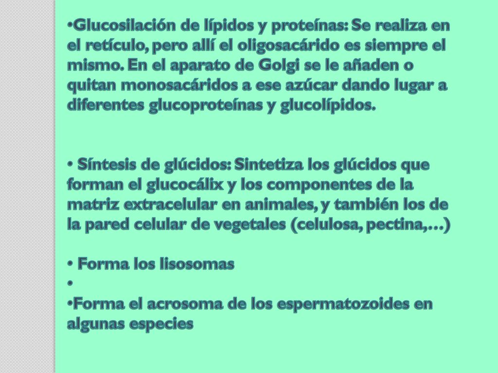 Glucosilación de lípidos y proteínas: Se realiza en el retículo, pero allí el oligosacárido es siempre el mismo. En el aparato de Golgi se le añaden o quitan monosacáridos a ese azúcar dando lugar a diferentes glucoproteínas y glucolípidos.