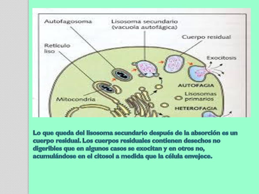 Lo que queda del lisosoma secundario después de la absorción es un cuerpo residual.