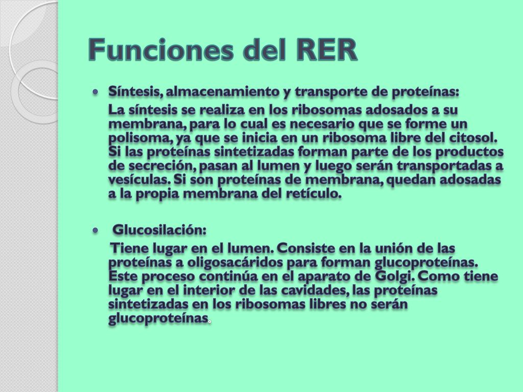 Funciones del RER Síntesis, almacenamiento y transporte de proteínas: