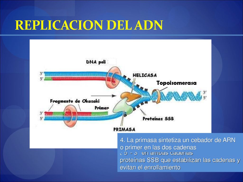 REPLICACION DEL ADN 1. El ADN es desenrollado por las topoisomerasas
