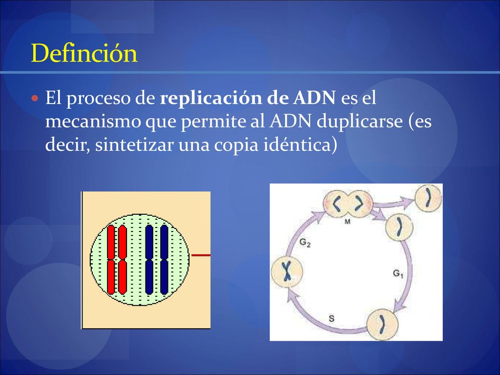 Definción El proceso de replicación de ADN es el mecanismo que permite al ADN duplicarse (es decir, sintetizar una copia idéntica)