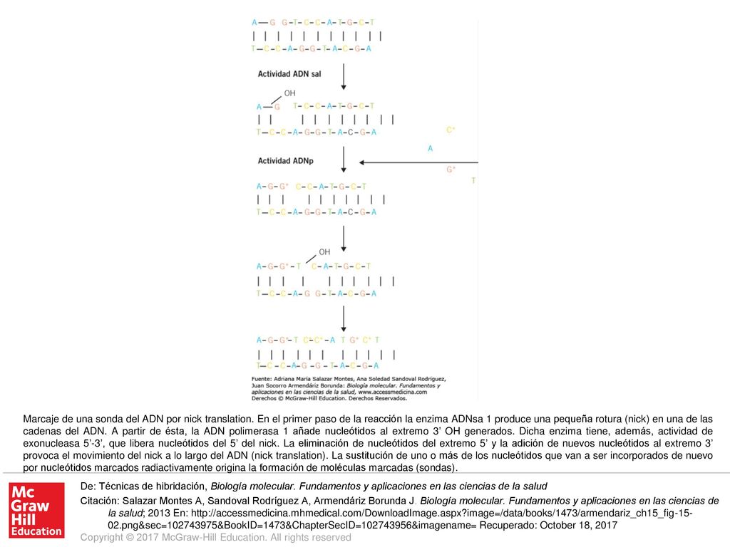 Marcaje de una sonda del ADN por nick translation