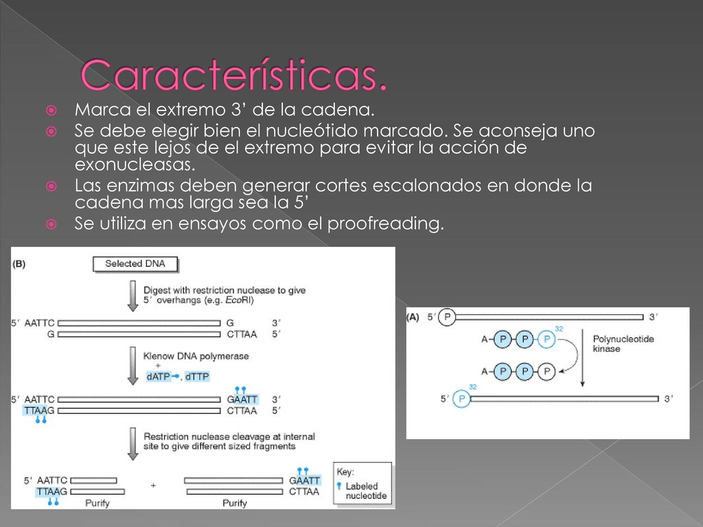 Características. Marca el extremo 3’ de la cadena.