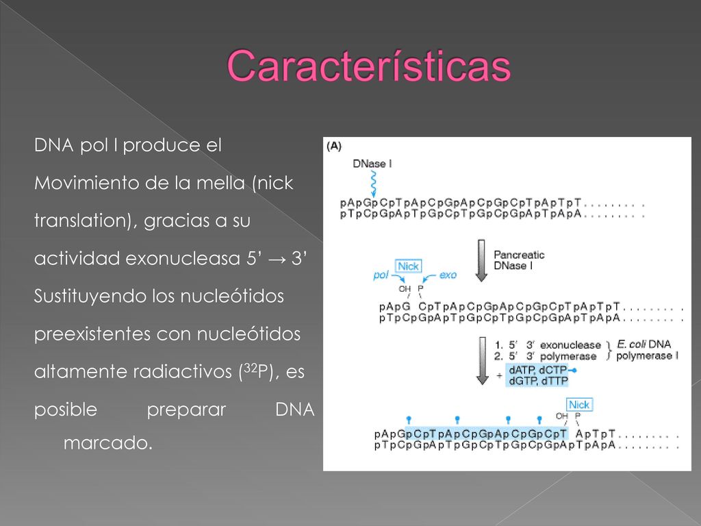 Características DNA pol I produce el Movimiento de la mella (nick