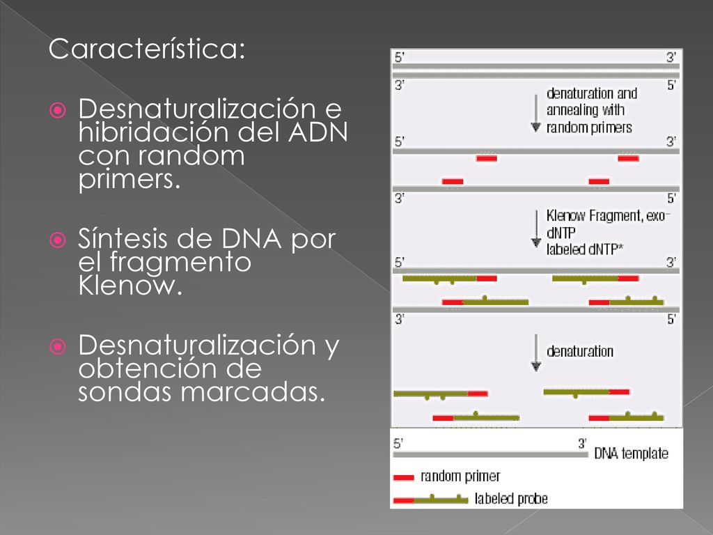 Característica: Desnaturalización e hibridación del ADN con random primers. Síntesis de DNA por el fragmento Klenow.