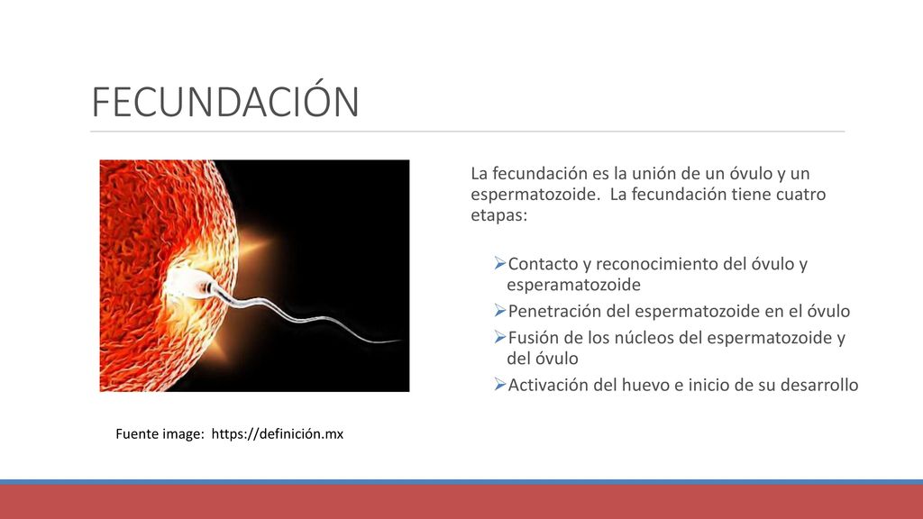 FECUNDACIÓN La fecundación es la unión de un óvulo y un espermatozoide. La fecundación tiene cuatro etapas: