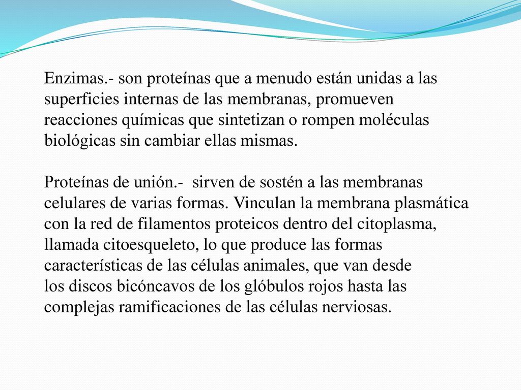 Enzimas.- son proteínas que a menudo están unidas a las