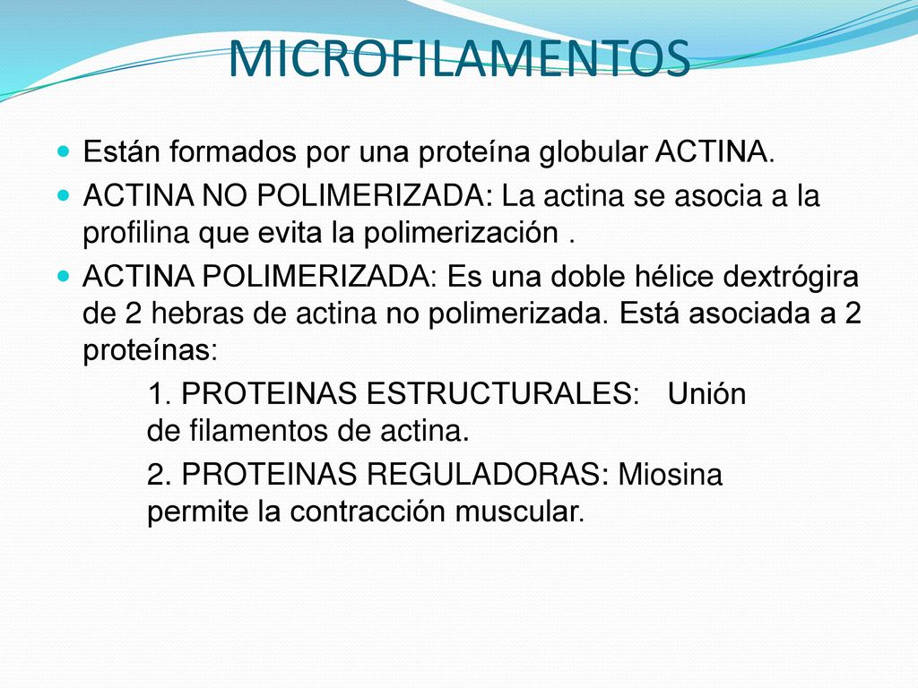 MICROFILAMENTOS Están formados por una proteína globular ACTINA.