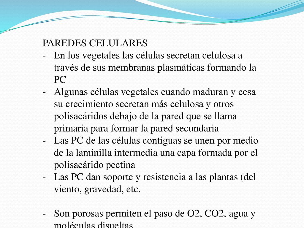 PAREDES CELULARES En los vegetales las células secretan celulosa a través de sus membranas plasmáticas formando la PC.