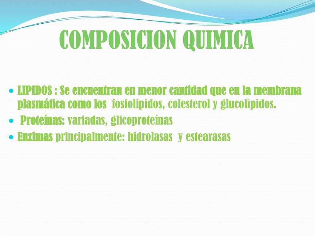 COMPOSICION QUIMICA LIPIDOS : Se encuentran en menor cantidad que en la membrana plasmática como los fosfolipidos, colesterol y glucolìpidos.