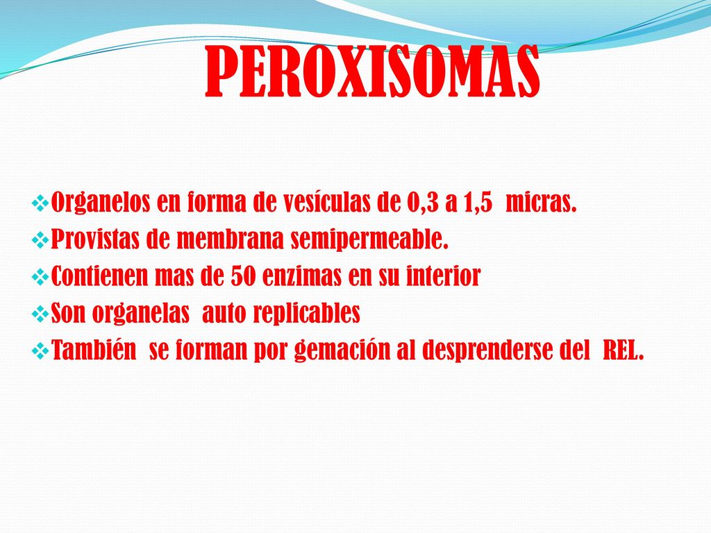 PEROXISOMAS Organelos en forma de vesículas de 0,3 a 1,5 micras.
