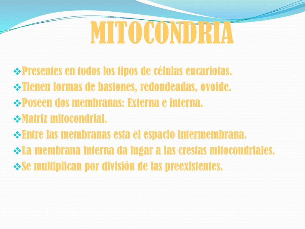 MITOCONDRIA Presentes en todos los tipos de células eucariotas.