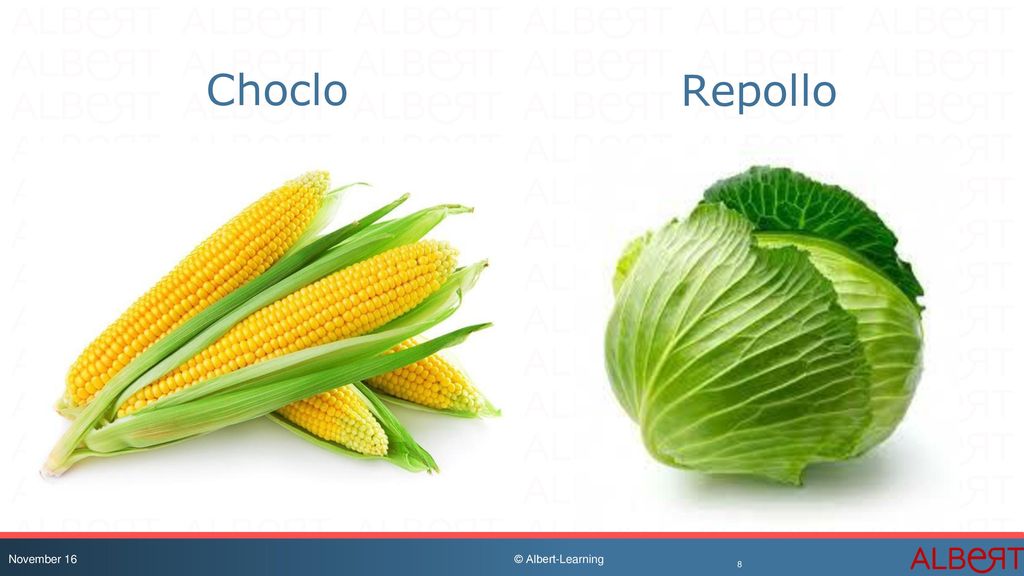 Choclo Repollo Tambien llamado maiz Vegetal o grano November 16