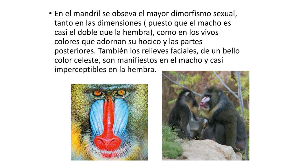 En el mandril se obseva el mayor dimorfismo sexual, tanto en las dimensiones ( puesto que el macho es casi el doble que la hembra), como en los vivos colores que adornan su hocico y las partes posteriores.