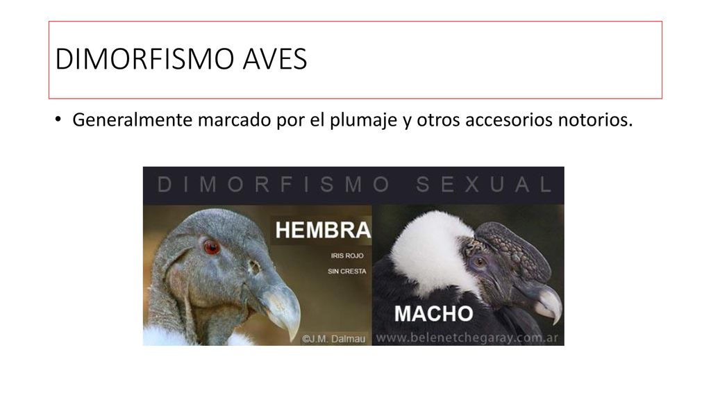 DIMORFISMO AVES Generalmente marcado por el plumaje y otros accesorios notorios.