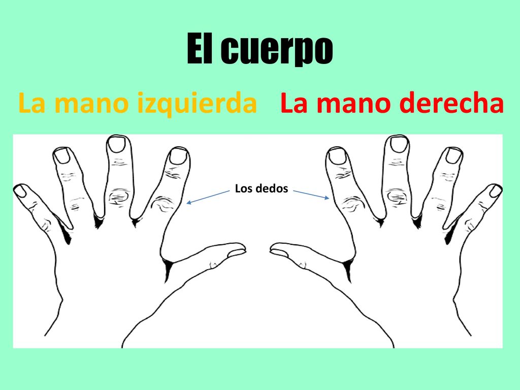 El cuerpo La mano izquierda La mano derecha Los dedos
