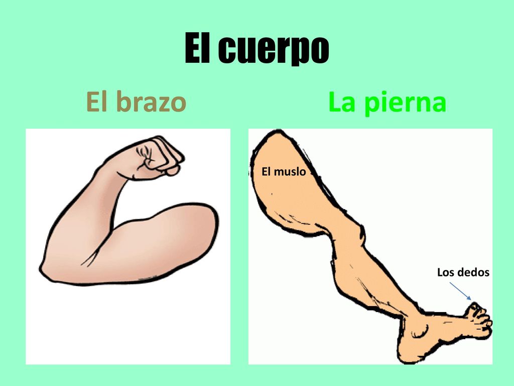 El cuerpo El brazo La pierna El muslo Los dedos