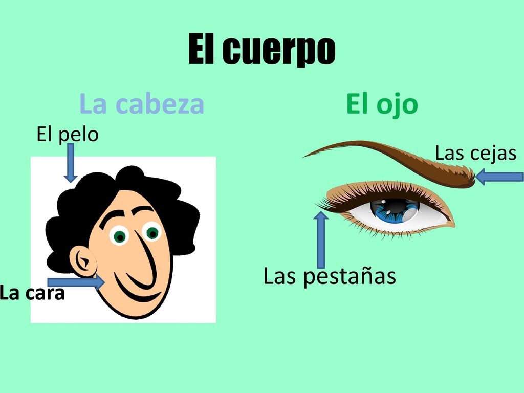 El cuerpo La cabeza El ojo El pelo Las cejas Las pestañas La cara