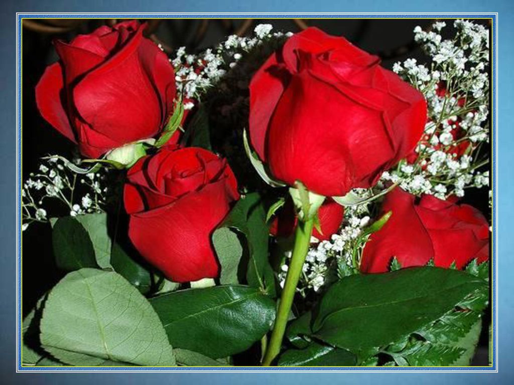 ¿Por qué florecerán las rosas entre ayes y quebrantos de mis heladas nostalgias