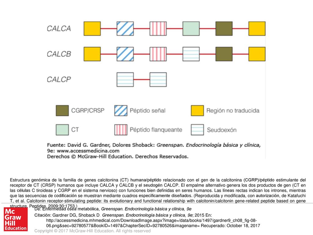 Estructura genómica de la familia de genes calcitonina (CT) humana/péptido relacionado con el gen de la calcitonina (CGRP)/péptido estimulante del receptor de CT (CRSP) humanos que incluye CALCA y CALCB y el seudogén CALCP. El empalme alternativo genera los dos productos de gen (CT en las células C tiroideas y CGRP en el sistema nervioso) con funciones bien definidas en seres humanos. Las líneas rectas indican los intrones, mientras que las secuencias de codificación se muestran mediante cuadros específicamente diseñados. (Reproducida y modificada, con autorización, de Katafuchi T, et al. Calcitonin receptor-stimulating peptide: its evolutionary and functional relationship with calcitonin/calcitonin gene-related peptide based on gene structure. Peptides. 2009;30:1753.)