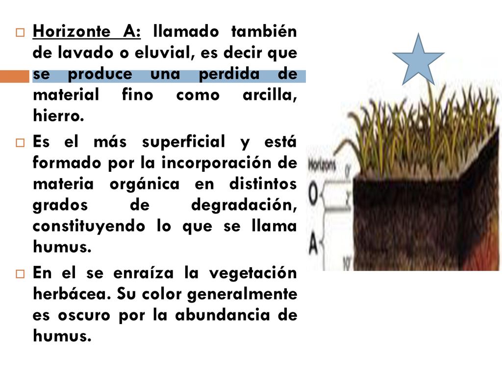 Horizonte A: llamado también de lavado o eluvial, es decir que se produce una perdida de material fino como arcilla, hierro.