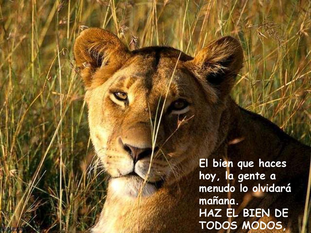 El bien que haces hoy, la gente a menudo lo olvidará mañana.