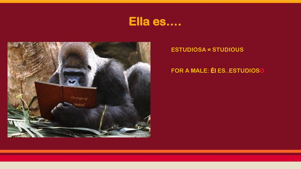 Ella es…. ESTUDIOSA = STUDIOUS FOR A MALE: Él ES..ESTUDIOSO