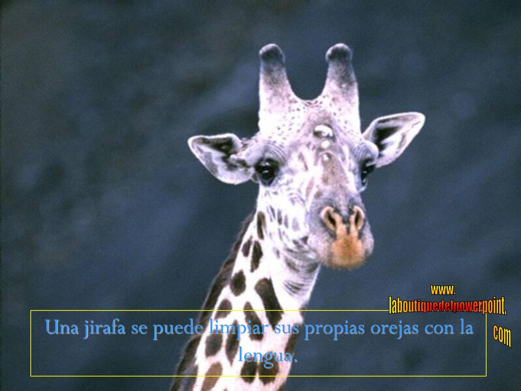 Una jirafa se puede limpiar sus propias orejas con la lengua.