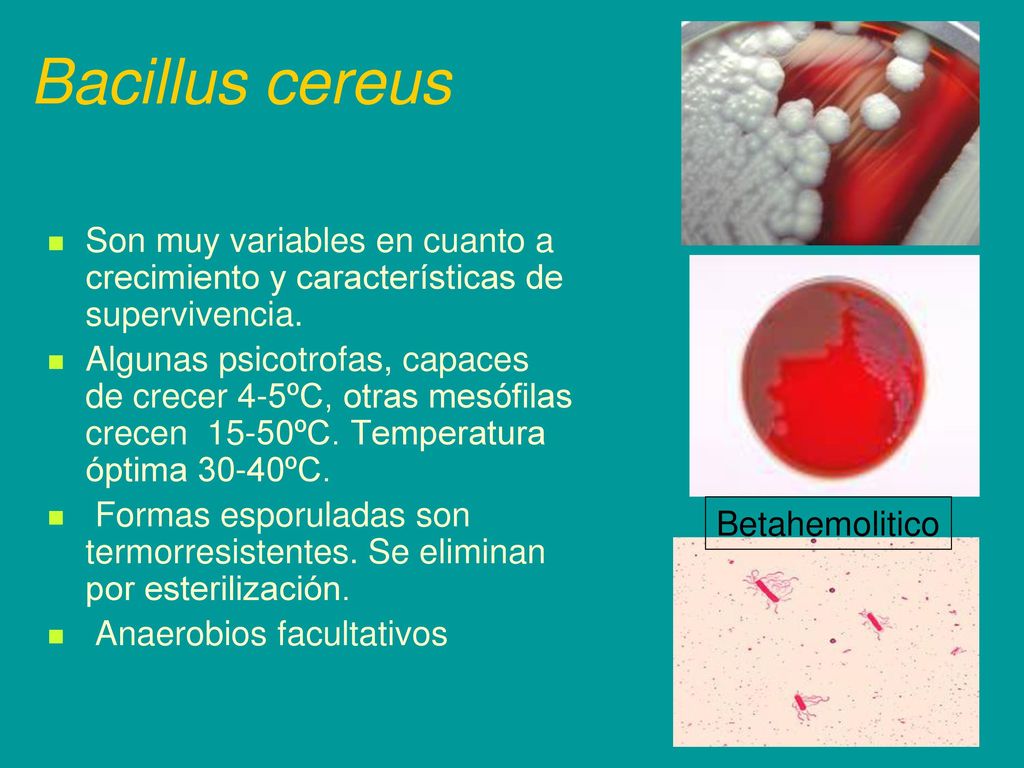Bacillus cereus Son muy variables en cuanto a crecimiento y características de supervivencia.