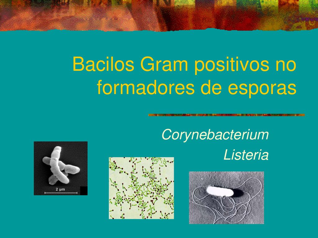 Bacilos Gram positivos no formadores de esporas