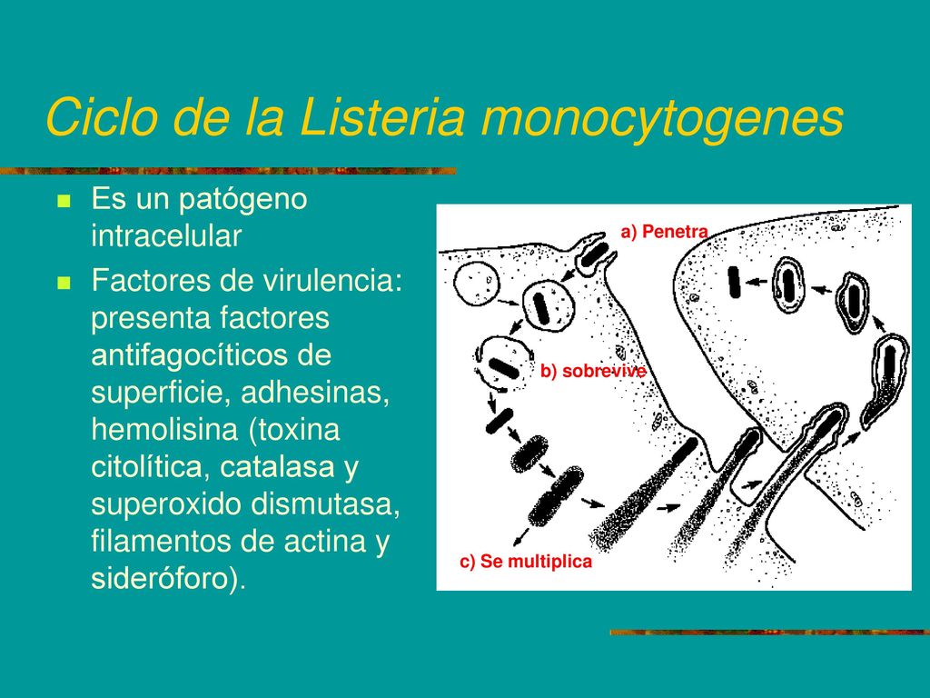 Ciclo de la Listeria monocytogenes